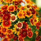 Zinnia OLD MEXICO Heirloom AAS Winner 18"" Double/Semi-Double Blooms 500 Seeds