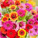 Zinnia CAROUSEL MIX Carnival Colors HeirloomLarge 4"" Blooms Non-GMO 200 Seeds