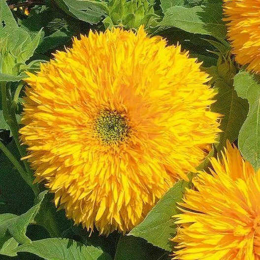 Sunflower TALL TEDDY BEAR Fluffy Blooms Cut Flower Containers Non-GMO 100 Seeds