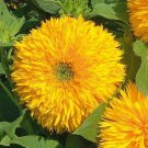 Sunflower TALL TEDDY BEAR Fluffy Blooms Cut Flower Containers Non-GMO 100 Seeds