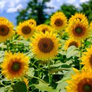 Sunflower MAMMOTH GREY – STRIPE Edible HEIRLOOM Bees 12' Tall Non-GMO 50 Seeds