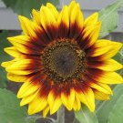 Sunflower RING OF FIRE Red Cut Flower Garden Save the Bees Non-GMO 25 Seeds