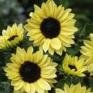 Sunflower MOONSHINE Pale Yellow Glowing Cut Flower Pollinators Non-GMO 25 Seeds