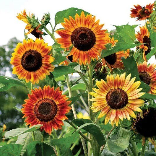 Sunflower EVENING COLORS Autumn Rust Red Birds Pollinators USA Non-GMO 100 Seeds
