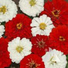 Zinnia STOP SIGN Mix Butterflies Hummingbirds Cut Flowers Non-GMO 100 Seeds