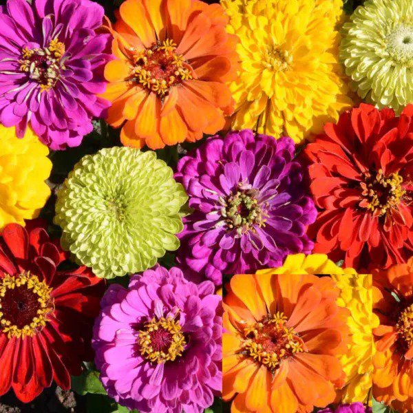 Zinnia PAINTED WAGONS Rainbow Mix Butterflies Hummingbirds Non-GMO 200 Seeds