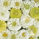 Zinnia KEY LIME PIE Mix Cut Flowers Pollinators Butterflies Non-GMO 100 Seeds