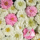 Zinnia BLUSHING BRIDE Mix Cut Flowers Pollinators Weddings Non-GMO 100 Seeds