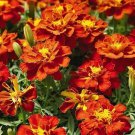French Marigold RED CHERRY Beneficial in Vegetable Gardens Non-GMO 100 Seeds