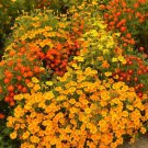 Signet Marigold STARFIRE MIX 12"" Beneficial | Cutting Garden Non-GMO 200 Seeds