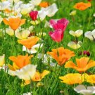 California Poppy SPLENDID MIX Deer Resistant Honeybees Love Non-GMO 1000 SEEDS