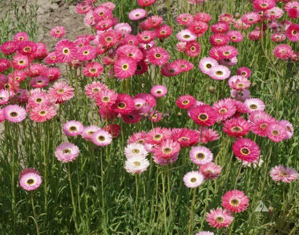 PAPER DAISY Pink Everlasting Florists Crafters Pollinators Non-GMO 200 SEEDS