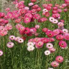 PAPER DAISY Pink Everlasting Florists Crafters Pollinators Non-GMO 200 SEEDS