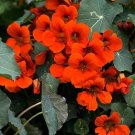 Nasturtium EMPRESS OF INDIA Red Vine 16"" Hummingbirds Edible NonGMO USA 20 Seeds