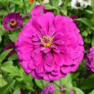 Zinnia DARK VIOLET Songbirds Butterflies Hummingbirds Bees Non-GMO 100 SEEDS