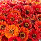 Zinnia ORIOLE Double Orange Songbirds Butterflies Hummingbirds Non-GMO 100 SEEDS