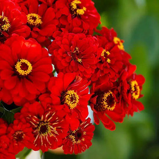 Zinnia WILL ROGERS Hummingbird RED Bees & Butterflies Non-GMO 100 Seeds
