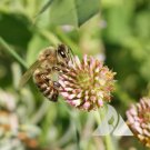 Clover STRAWBERRY Perennial Groundcover Pollinator Bees Love Non-GMO 1000 SEEDS