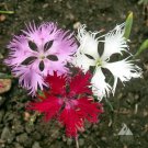 Sweet William Dianthus FRINGED PINKS Mixed Colors Perennial/Biennial 200 Seeds