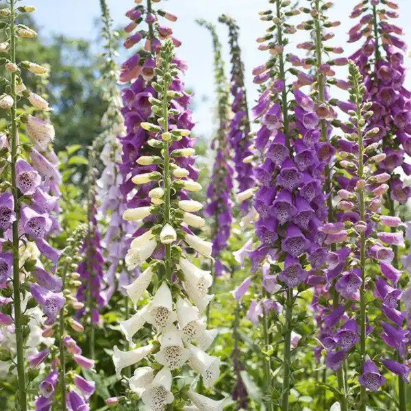 FOXGLOVE MIXED COLORS Sun/Shade HUMMINGBIRDS LOVE Biennial Non-GMO 500 Seeds