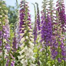 FOXGLOVE MIXED COLORS Sun/Shade HUMMINGBIRDS LOVE Biennial Non-GMO 500 Seeds
