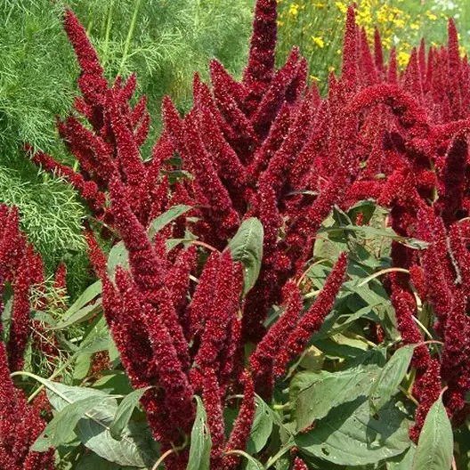 Amaranth PYGMY'S TORCH Dwarf 16"" Containers Dried Flowers Non-GMO 1000 Seeds