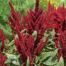 Amaranth PYGMY'S TORCH Dwarf 16"" Containers Dried Flowers Non-GMO 1000 Seeds
