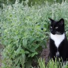 CATNIP Seeds Perennial Herb Cat Lovers Happy Kitty Cat Non-GMO 200 Seeds