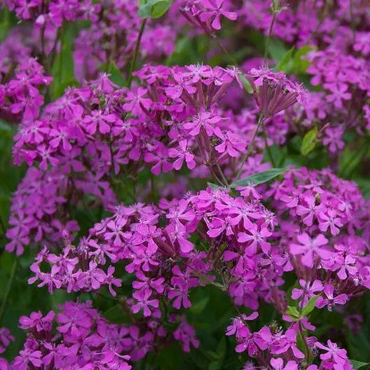 CATCHFLY NONE-SO-PRETTY PURPLE FLOWER ROCK GARDENS Butterflies NonGMO 2000 Seeds