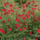 SCARLET CINQUEFOIL Perennial Pollinators Bees Hummingbirds RED Flower 1000 Seeds