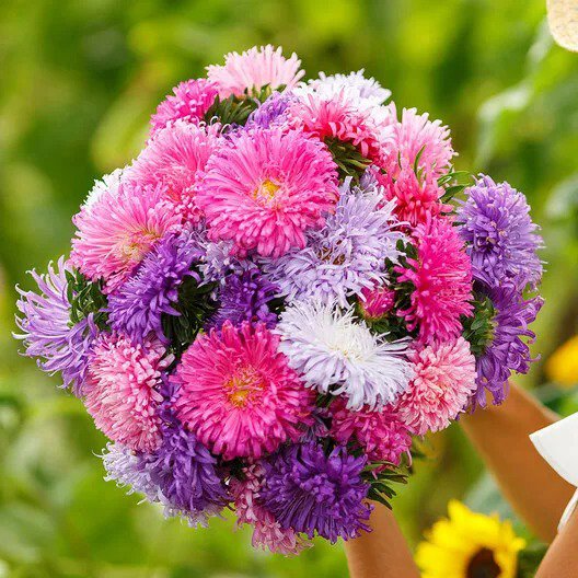Aster GIANTS MIXED COLORS Huge Blooms Vivid Colors TALL Non-GMO 200 Seeds