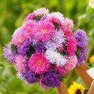 Aster GIANTS MIXED COLORS Huge Blooms Vivid Colors TALL Non-GMO 200 Seeds