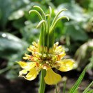 Love in the Mist ORIENTALIS TRANSFORMER Unique Dried Seed Pod Non-GMO 100 Seeds