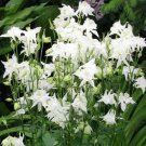 Columbine CRYSTAL STAR White Perennial Pollinators Part-Sun Non-GMO 100 Seeds