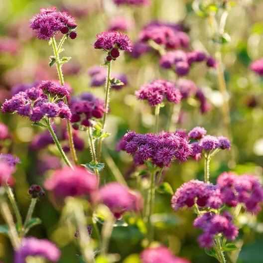 FLOSS FLOWER Ageratum RED FLINT 2&acirc;�� Tall Blooms Sun/Part-Shade Non-GMO 200 Seeds