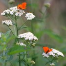 Yarrow Seeds WHITE Perennial 12-36"" CutFlowers Pollinators Non-GMO 500 Seeds
