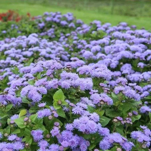 FLOSS FLOWER Ageratum DONDO BLUE 2&acirc;�� Tall Long Bloom Season Non-GMO 200 Seeds