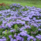 FLOSS FLOWER Ageratum DONDO BLUE 2’ Tall Long Bloom Season Non-GMO 200 Seeds