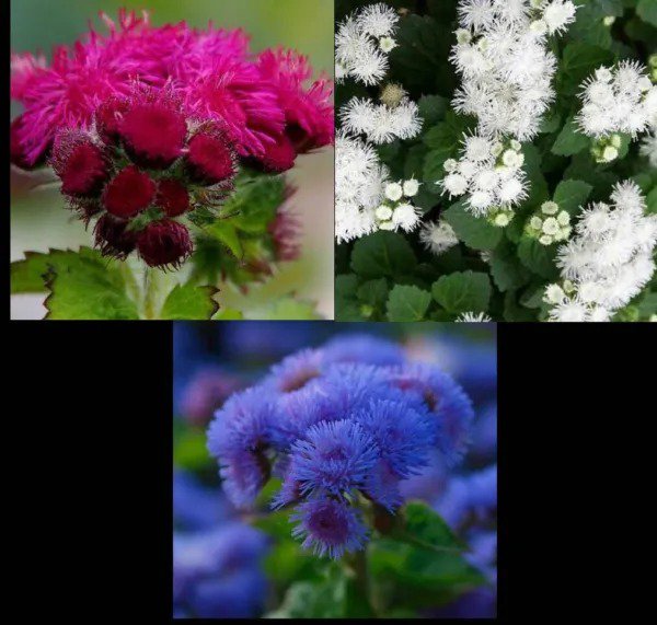Ageratum Mix RED WHITE & BLUE Flowers USA Patriotic July 4th Non-GMO 500 Seeds