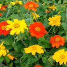 Sunflower MEXICAN TORCH Mix Orange &Yellow Pollinators Bees Non-GMO 25 Seeds