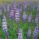 ARROYO LUPINE PURPLE Wildflower Hummingbirds & Pollinators Non-GMO 100 Seeds
