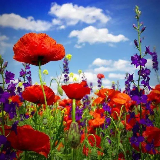 HYSSOP & RED CORN POPPY Seed Mix Red and Blue Summer Blooms Non-GMO 600 Seeds