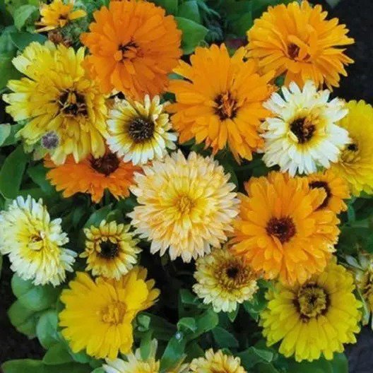 Calendula FIESTA GITANA DWARF Mix Pot Marigold Heirloom Flowers Edible 100 Seeds