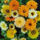 Calendula FIESTA GITANA DWARF Mix Pot Marigold Heirloom Flowers Edible 100 Seeds