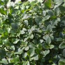 OREGANO SEEDS Perennial GROWS great in POTS Culinary medicinal Herb 300 Seeds
