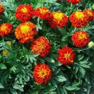 French Marigold PANTHER Beneficial Edible Dwarf Butterflies Non-GMO 100 Seeds