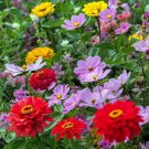 COSMIC ZEN Mix Zinnia & Cosmos Flowers Bees Butterflies Love Non-GMO 100 Seeds
