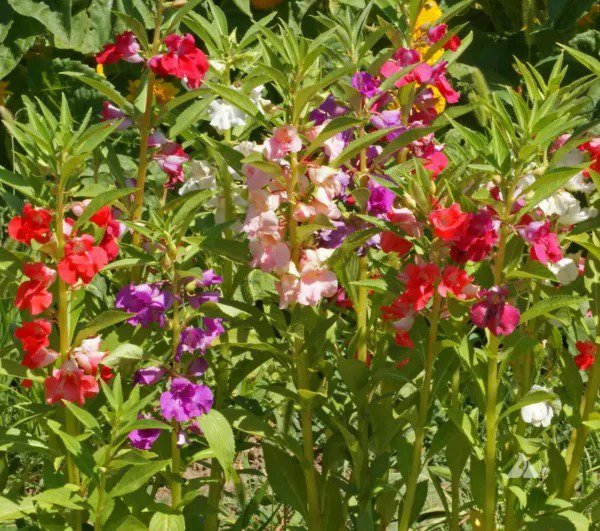 Balsam TOM THUMB MIX Impatiens Dwarf 12-16"" SHADE PART-SHADE Non-GMO 200 Seeds