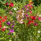Balsam TOM THUMB MIX Impatiens Dwarf 12-16"" SHADE PART-SHADE Non-GMO 200 Seeds