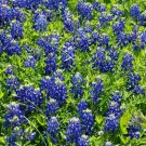 Lupine TEXAS BLUEBONNET Wildflower Sun/Partial Shade Heirloom Non-GMO 50 Seeds